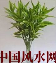 大同十二生肖养什么植物最旺财运？你知道吗！